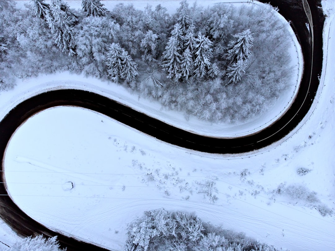 snow covered trees and road