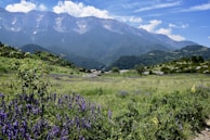 A lush green mountain valley dotted with colorful wildflowers under a clear blue sky.