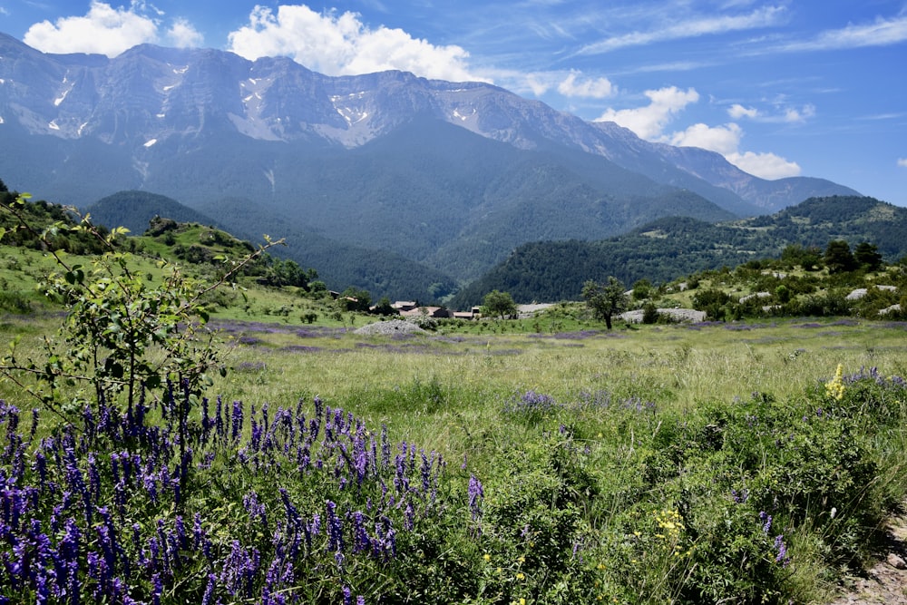purple flower field near green mountains during daytime