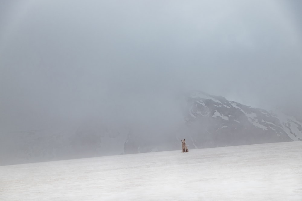 Person, die tagsüber auf einem schneebedeckten Feld spazieren geht