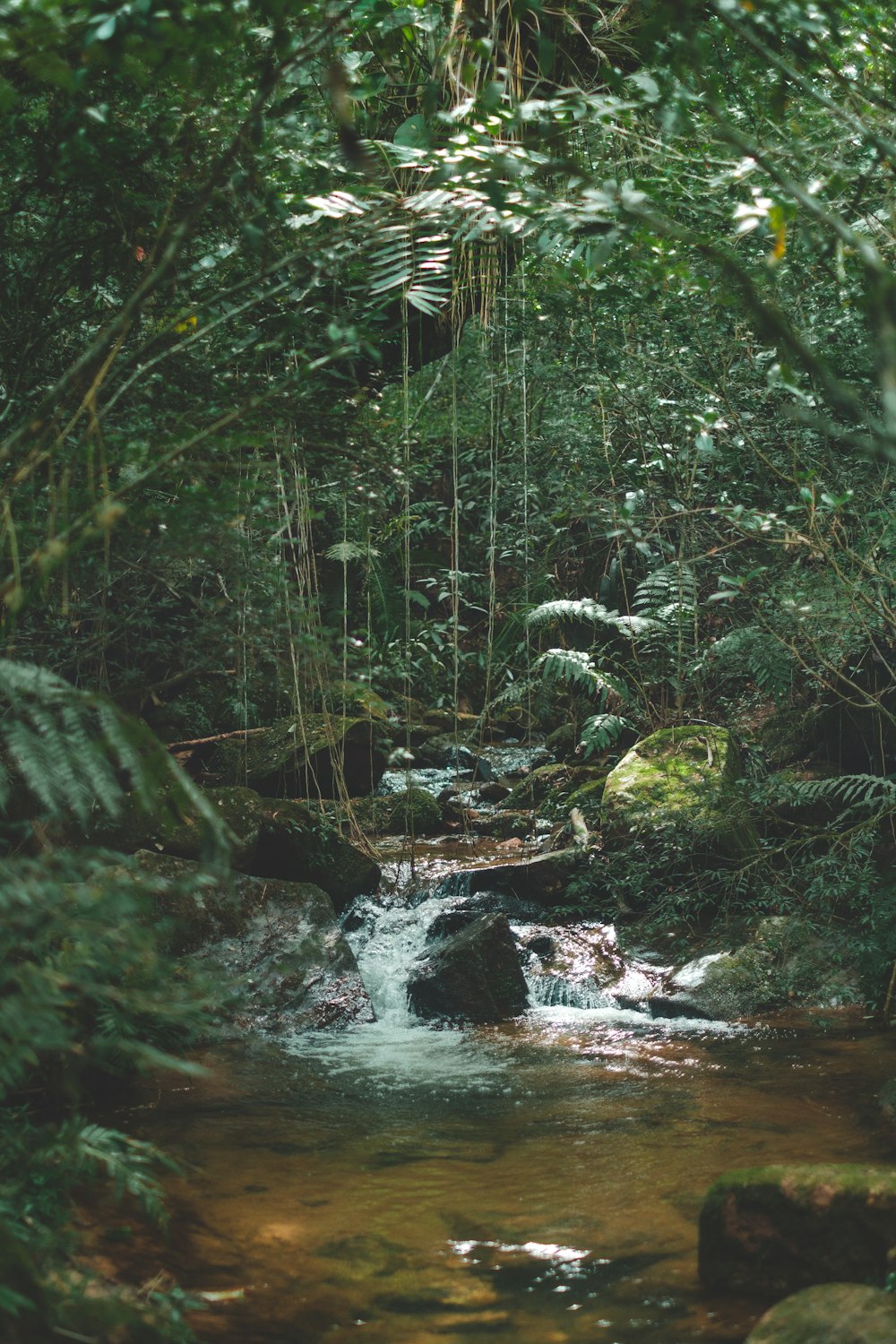 musgo verde en las rocas del río