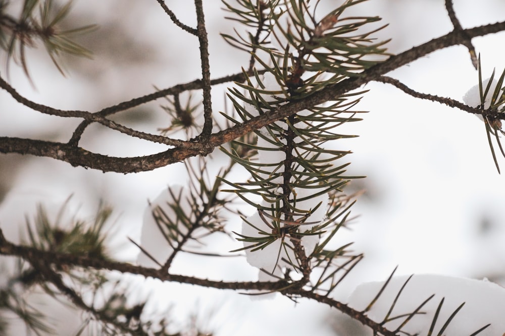 snow covered tree branch during daytime