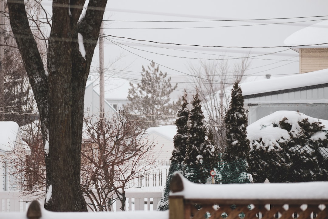 brown tree near white fence during daytime