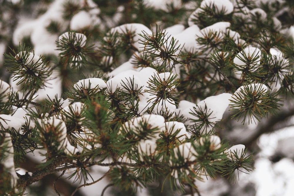 white flowers in tilt shift lens