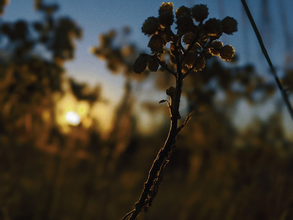 silhouette of plant during sunset