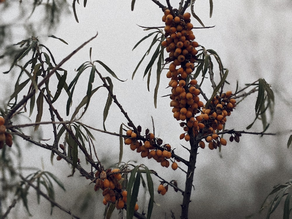 orange round fruits on tree branch