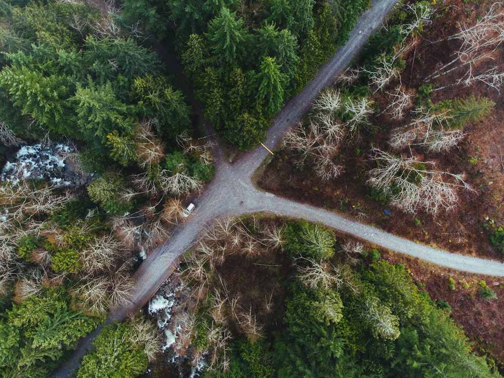 aerial view of green trees during daytime