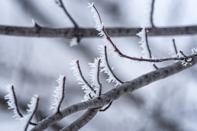 snow covered tree branch during daytime jack frost zoom background