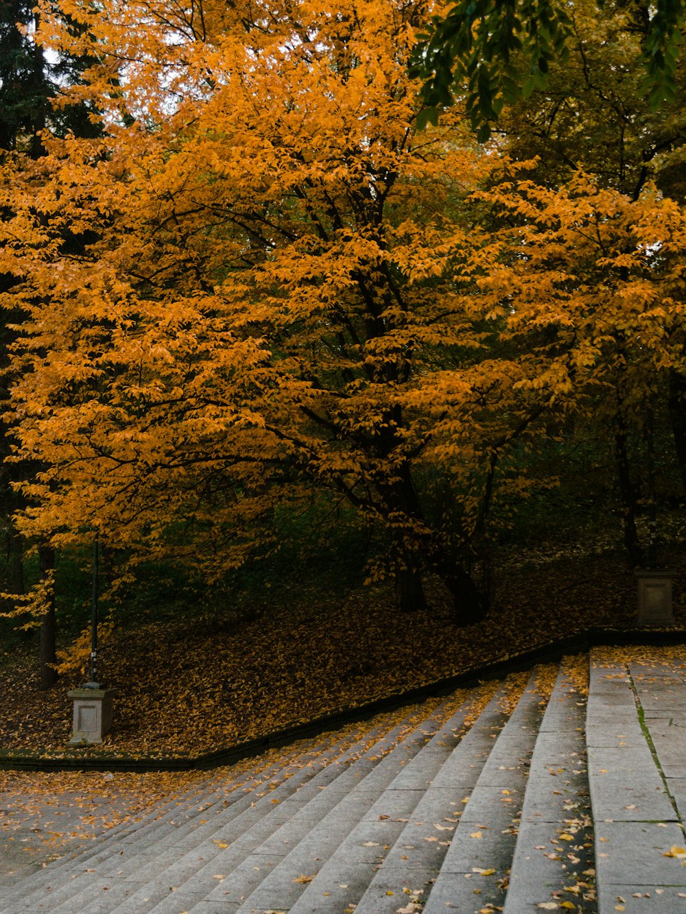 brown and green trees on brown wooden pathway