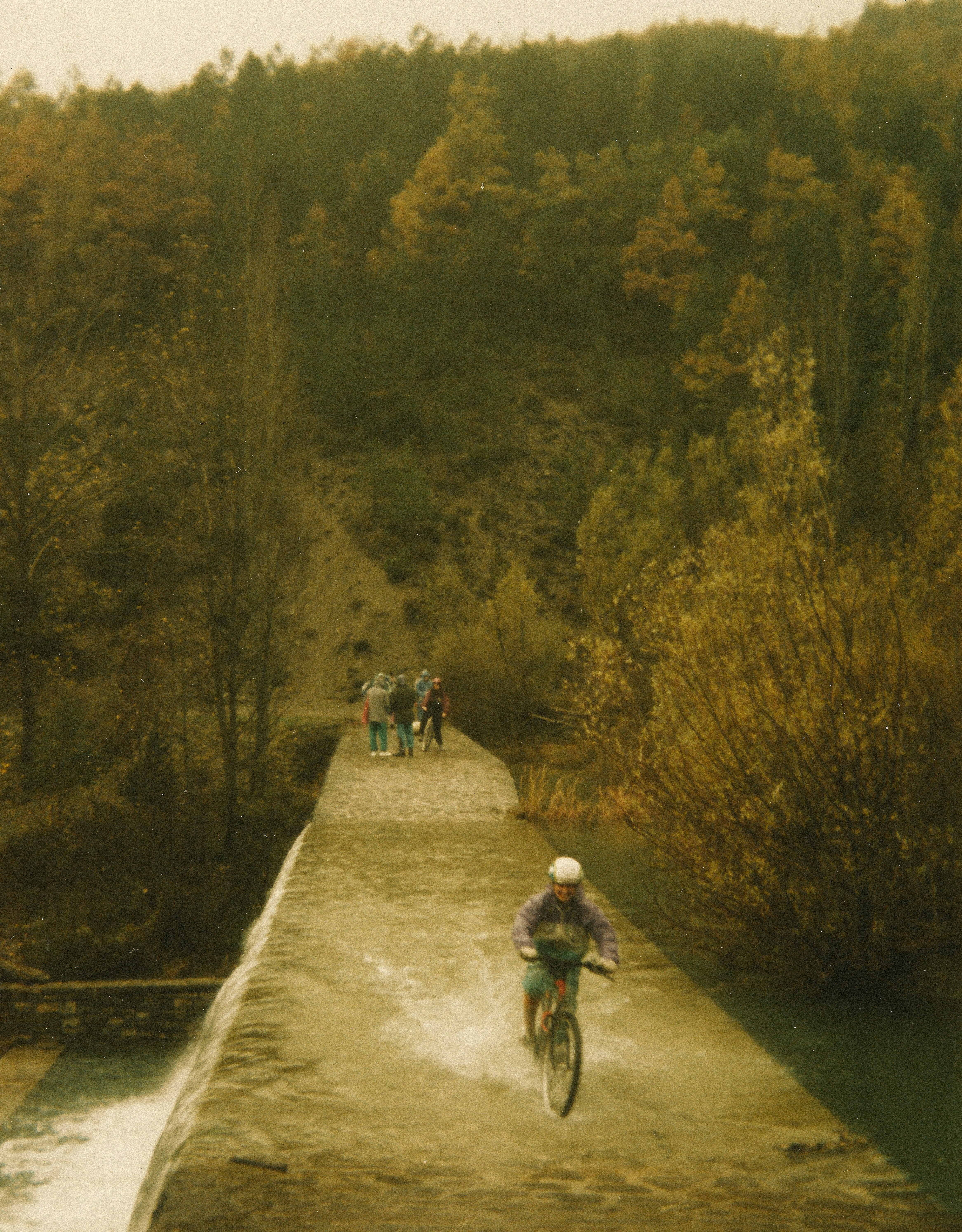 people walking on pathway between trees during daytime
