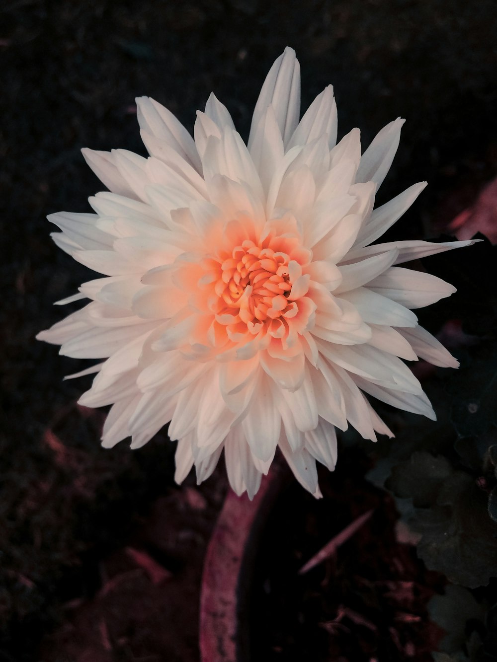 white and pink flower in close up photography