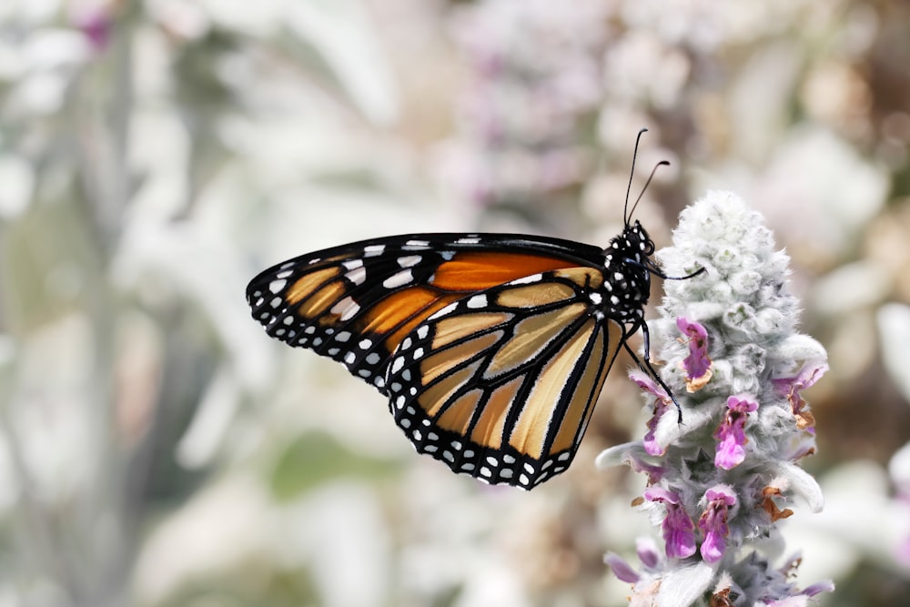 Mariposa monarca posada en flor púrpura en fotografía de primer plano durante el día