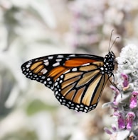 monarch butterfly perched on purple flower in close up photography during daytime