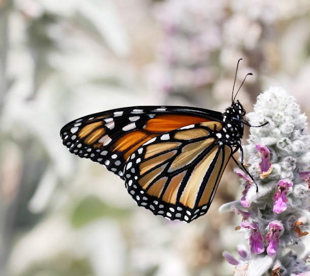 monarch butterfly perched on purple flower in close up photography during daytime