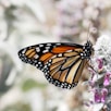 monarch butterfly perched on purple flower in close up photography during daytime