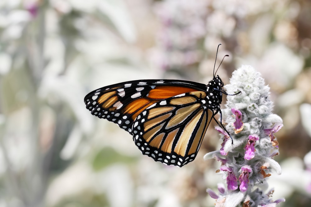 papillon monarque perché sur la fleur pourpre en gros plan photographie pendant la journée