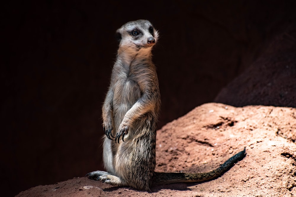 brown and white animal on brown sand