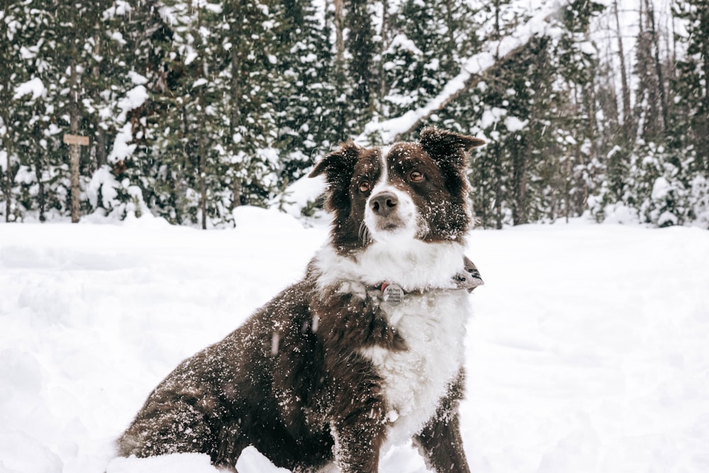 black and white border collie on snow covered ground during daytime