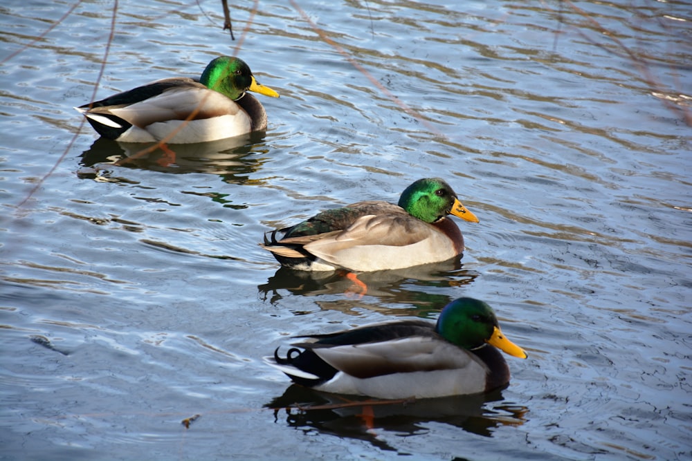 green and brown mallard duck on water