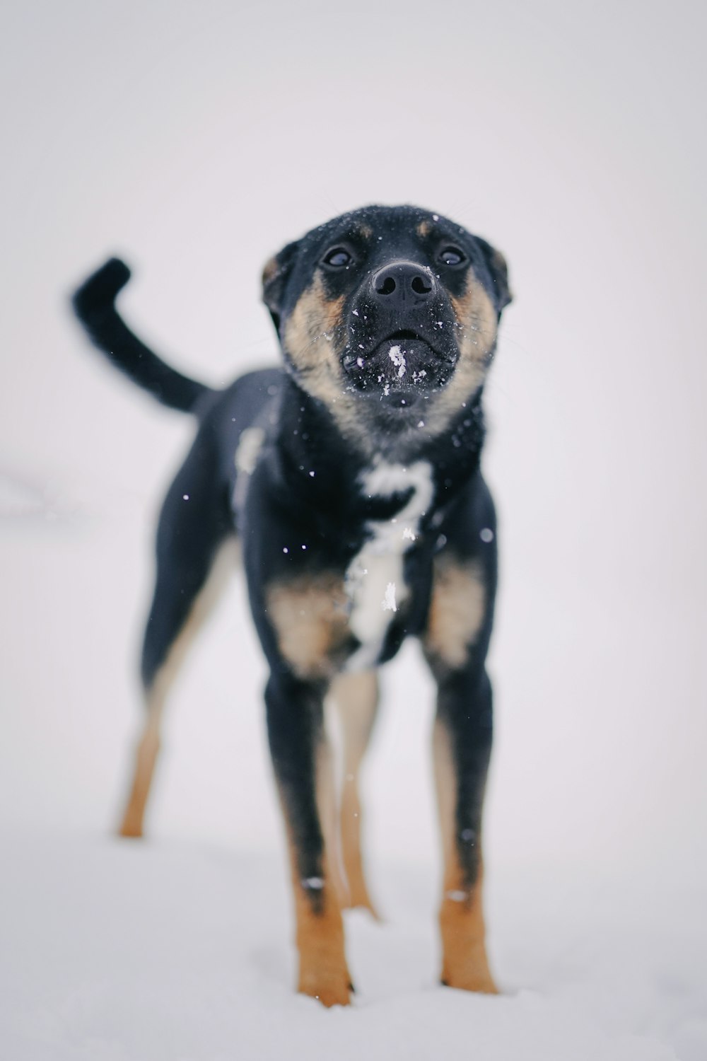 黒と黄褐色のショートコート小型犬