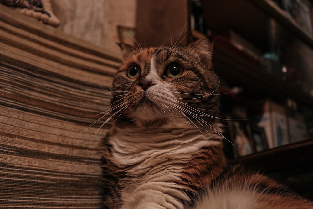 brown tabby cat lying on brown wooden floor