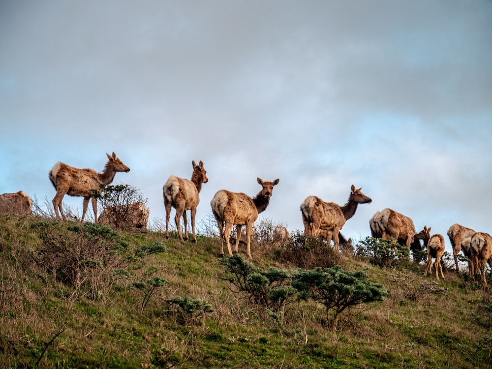 herd of deer on green grass field during daytime