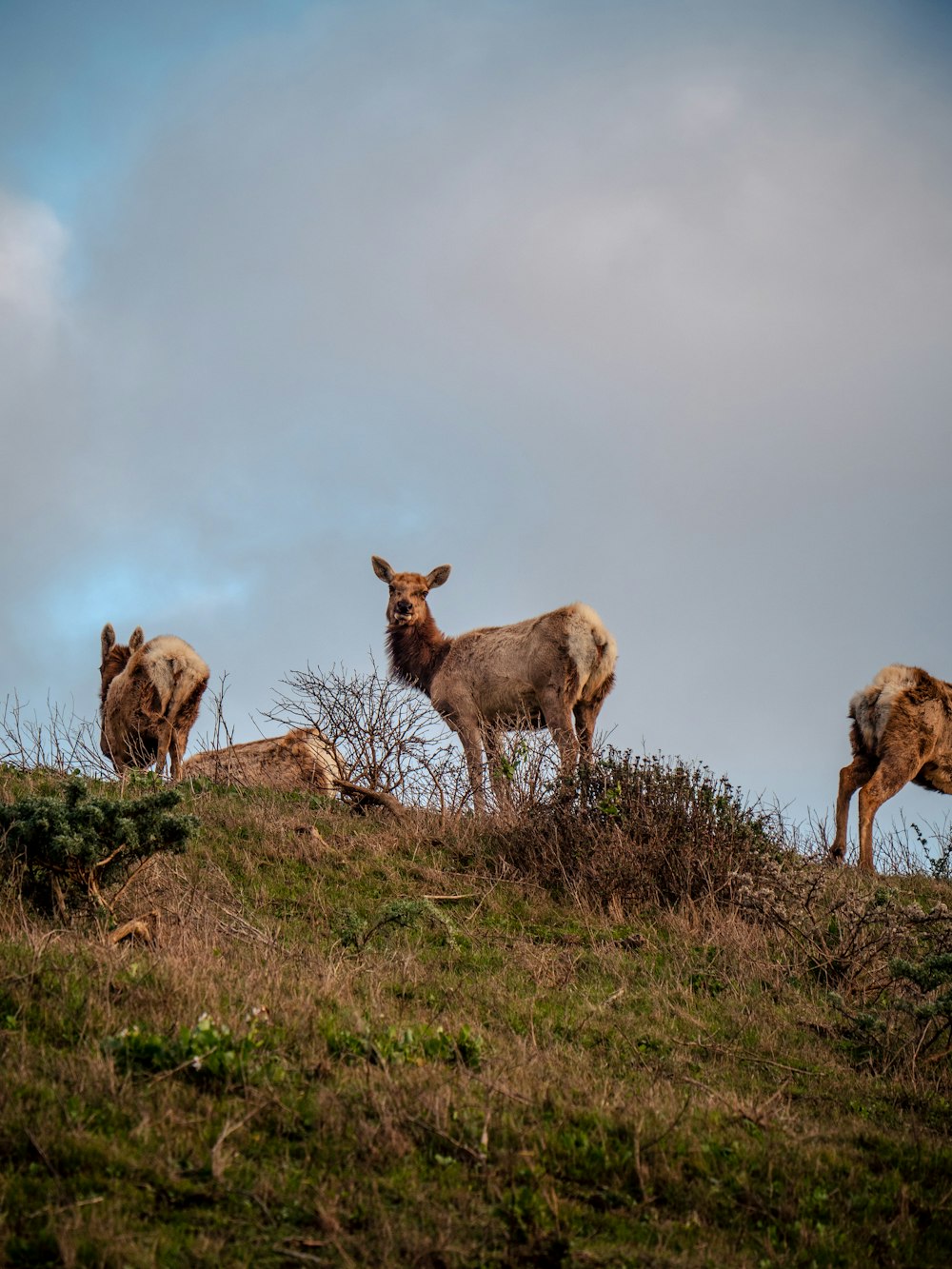 herd of goats on green grass field under white clouds and blue sky during daytime