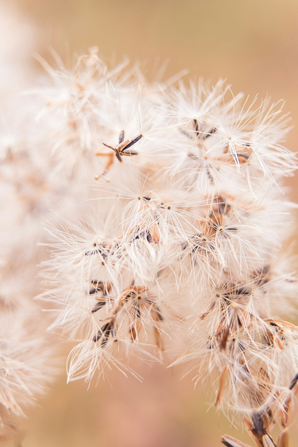 white dandelion in close up photography