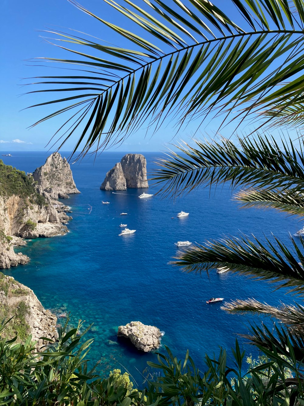 palma verde vicino allo specchio d'acqua durante il giorno