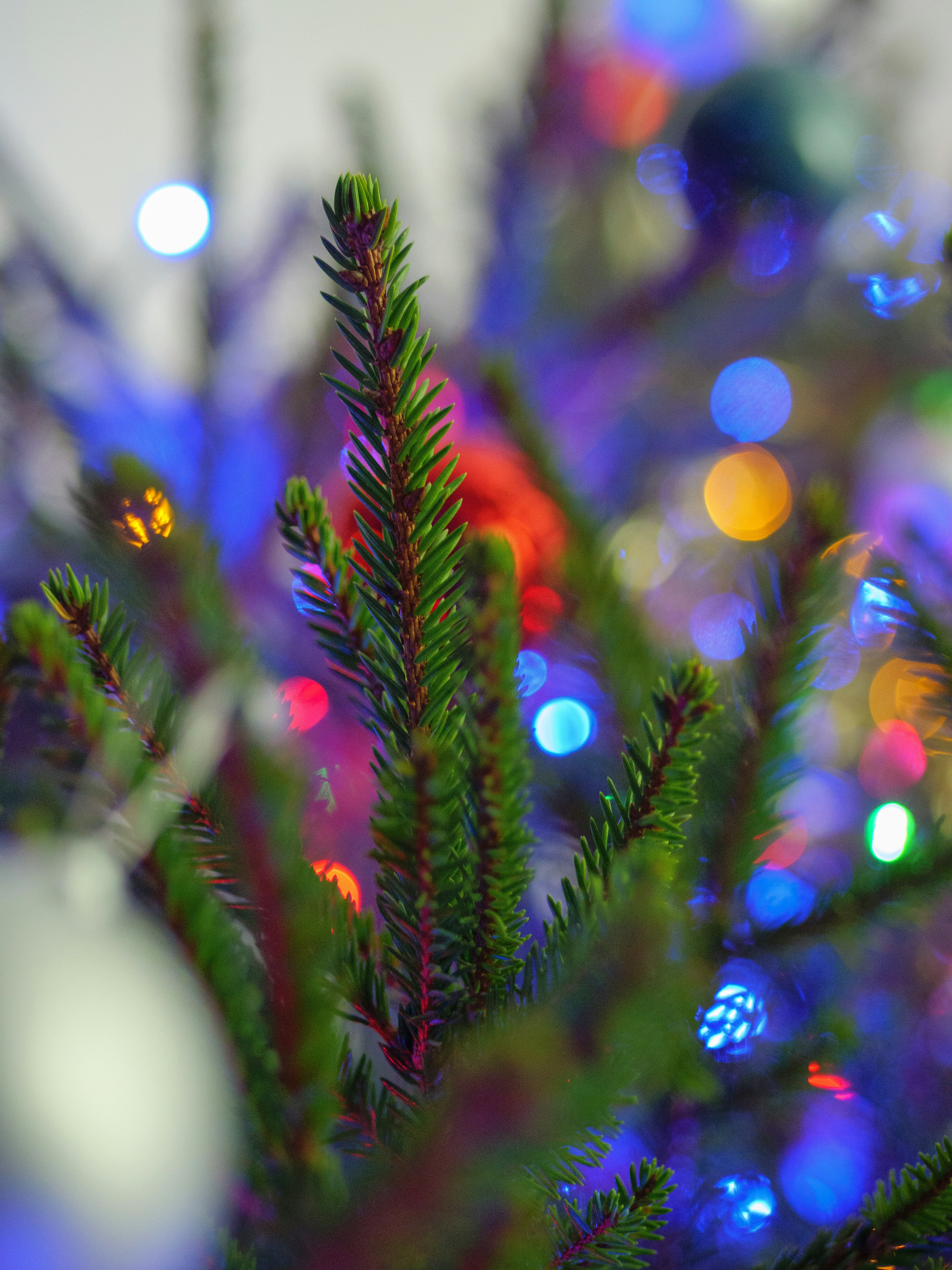 Green pine tree with red and yellow string lights photo Free Tree