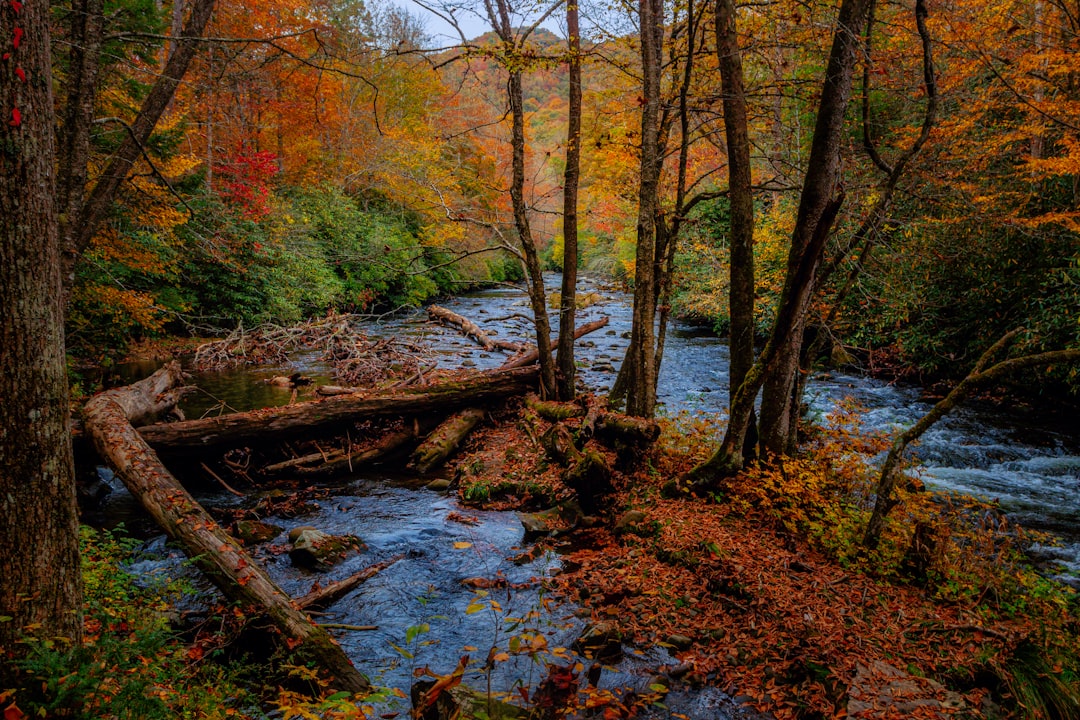 brown trees beside river during daytime