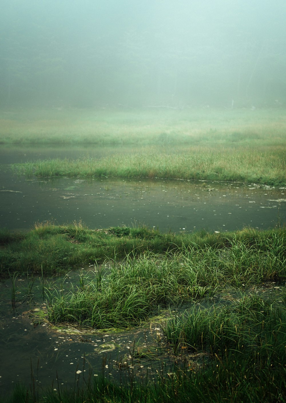 erba verde vicino allo specchio d'acqua durante il giorno