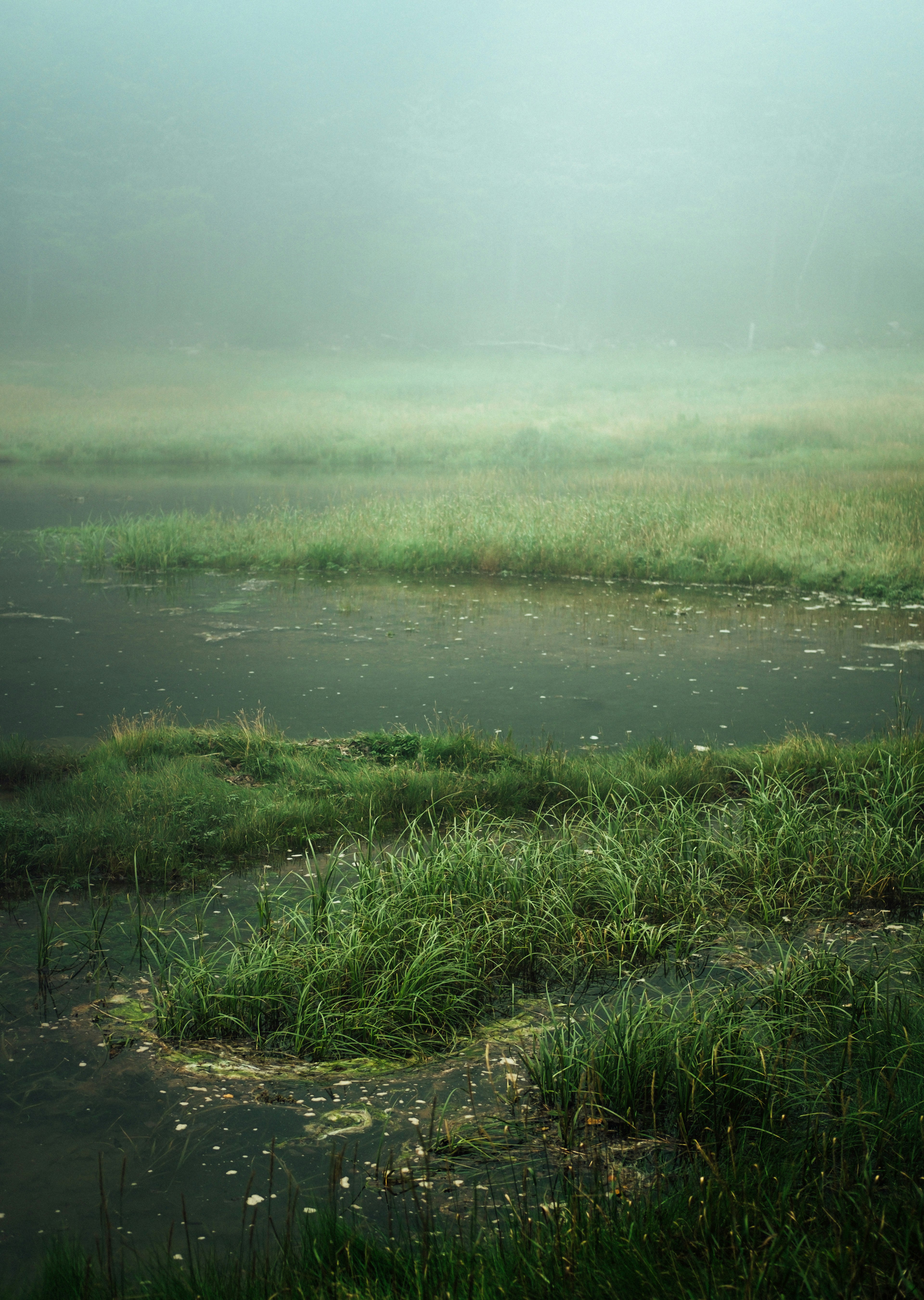 green grass near body of water during daytime