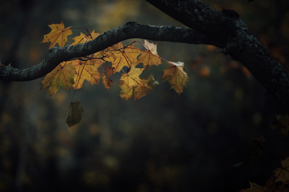 yellow maple leaf on tree branch