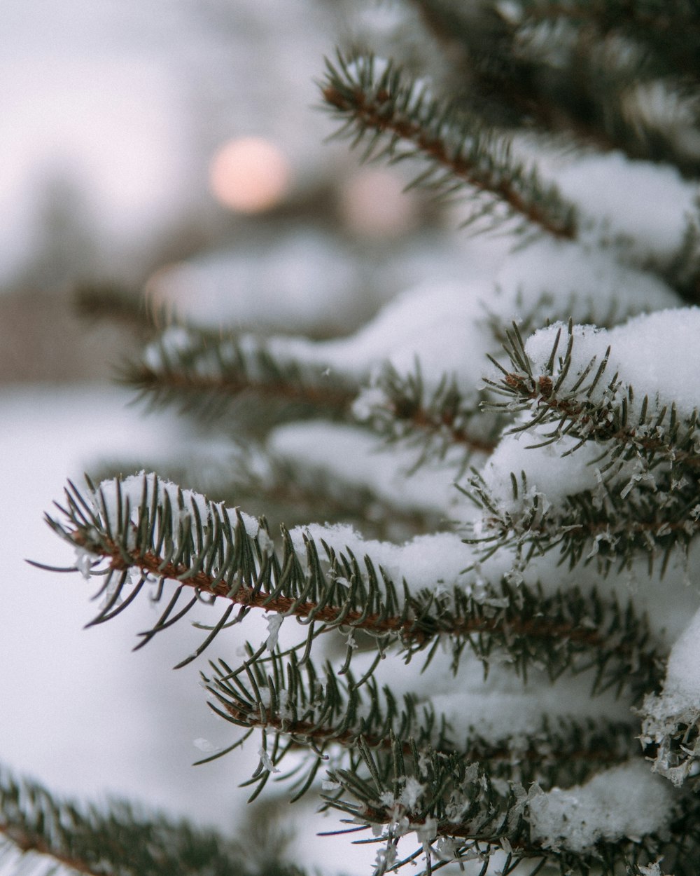 green pine tree covered with snow