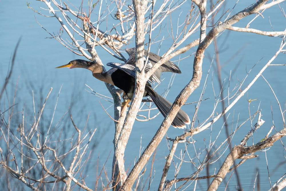 black and white bird on brown tree branch during daytime