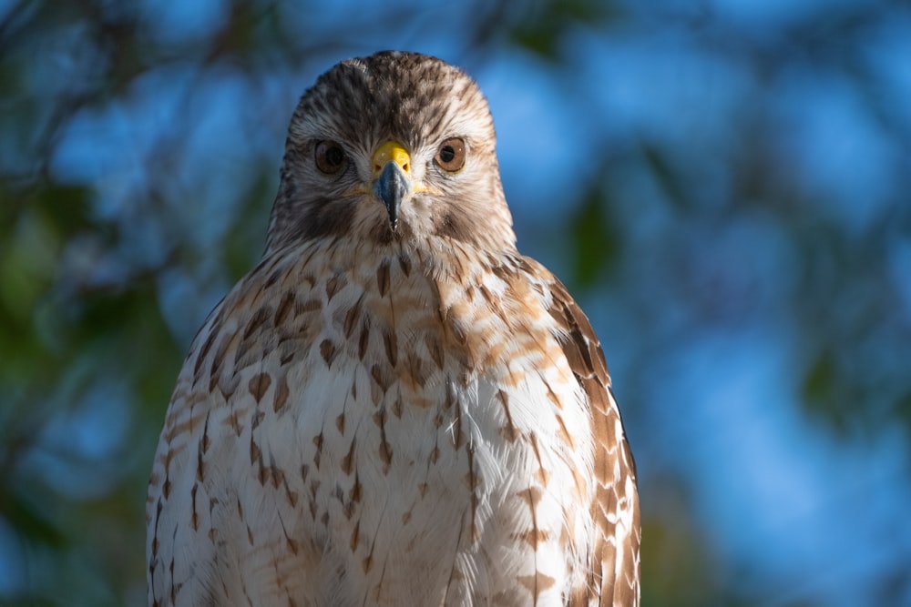 brown and white owl in close up photography