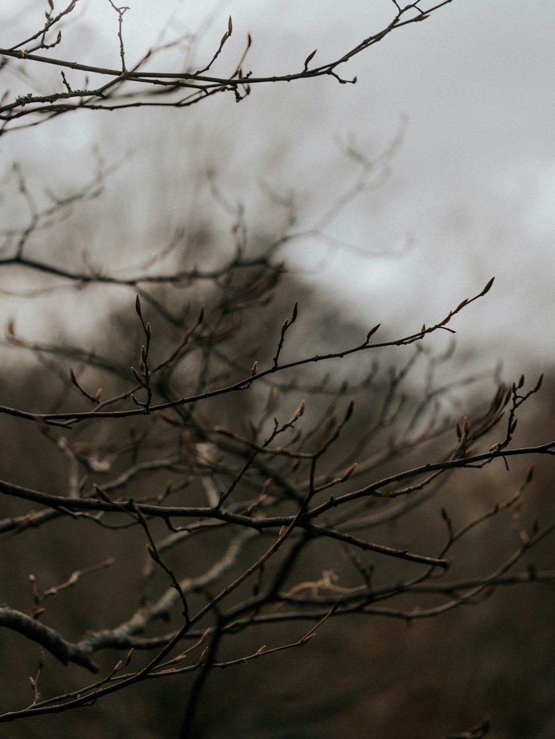 brown leafless tree during daytime