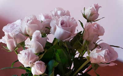 pink roses in close up photography delightful teams background