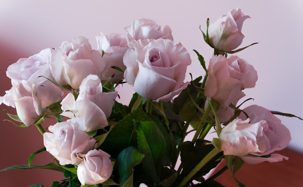 pink roses in close up photography