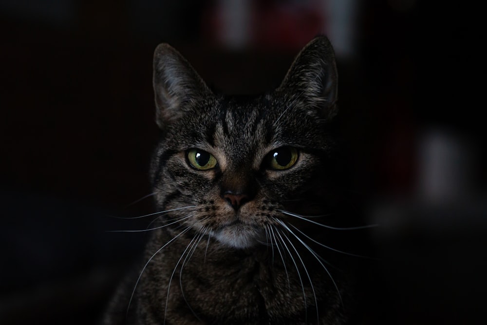 brown tabby cat in close up photography