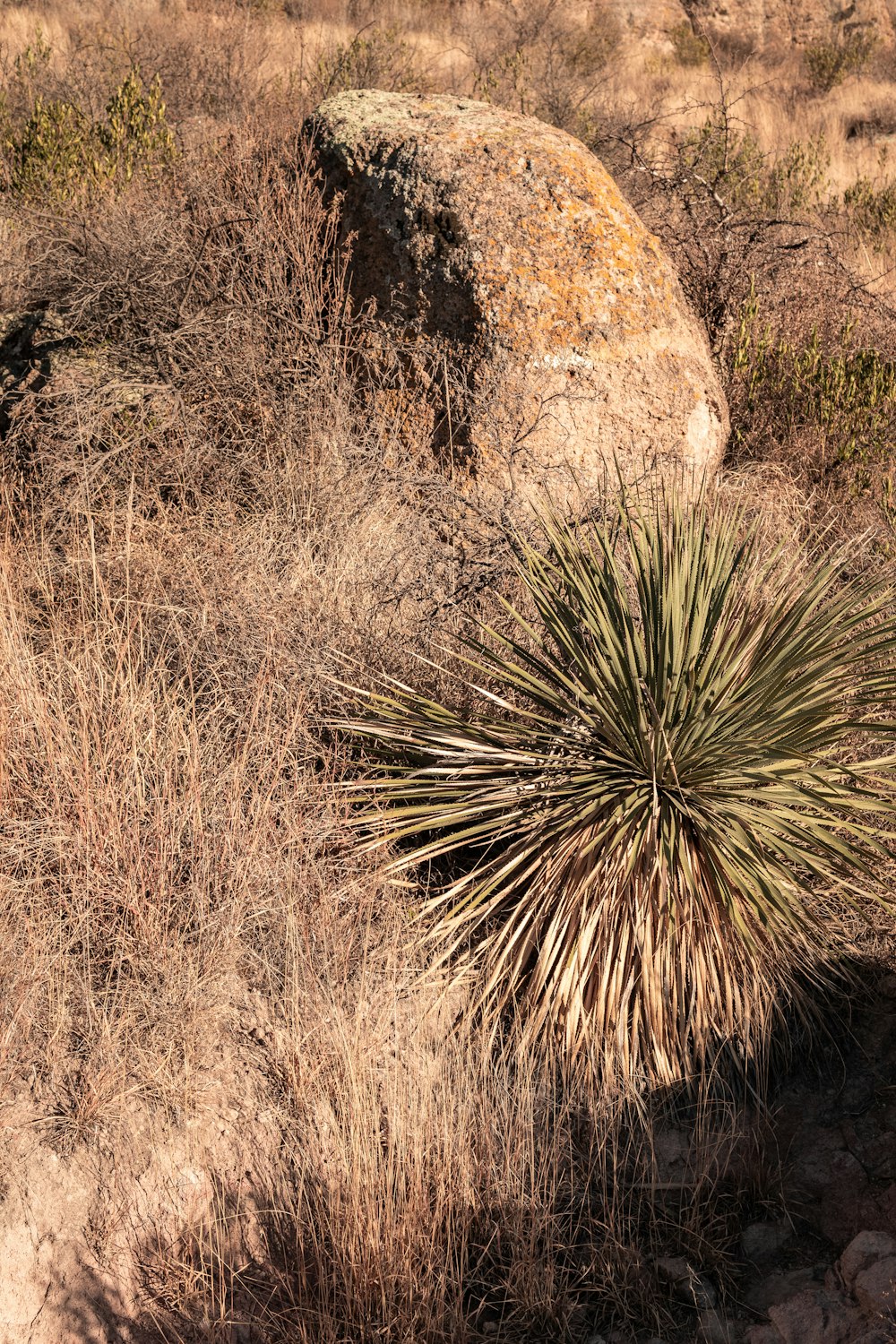 brown grass near brown rock