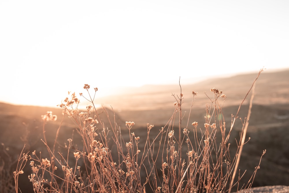 brown grass field during daytime