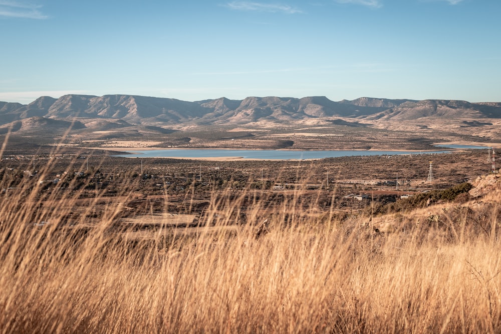 brown grass field near body of water during daytime