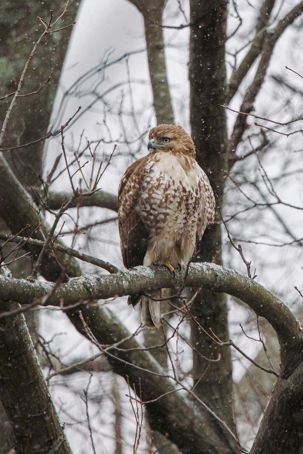 brown and white owl on tree branch during daytime