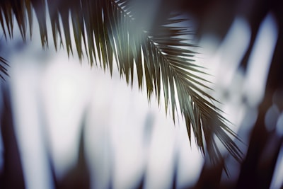 green plant in close up photography palm sunday teams background
