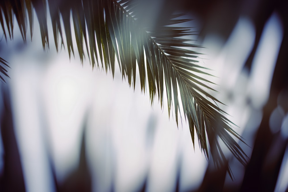 green plant in close up photography