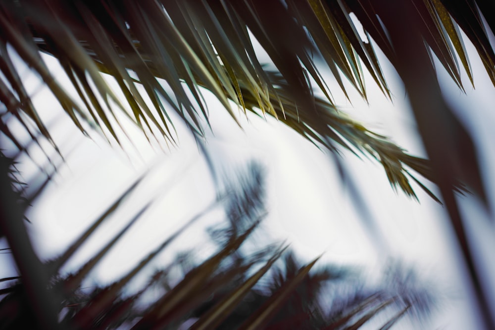 green palm tree under white sky during daytime