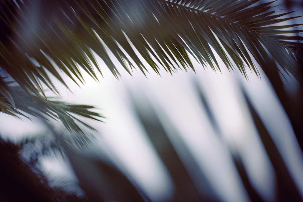 green palm tree during daytime