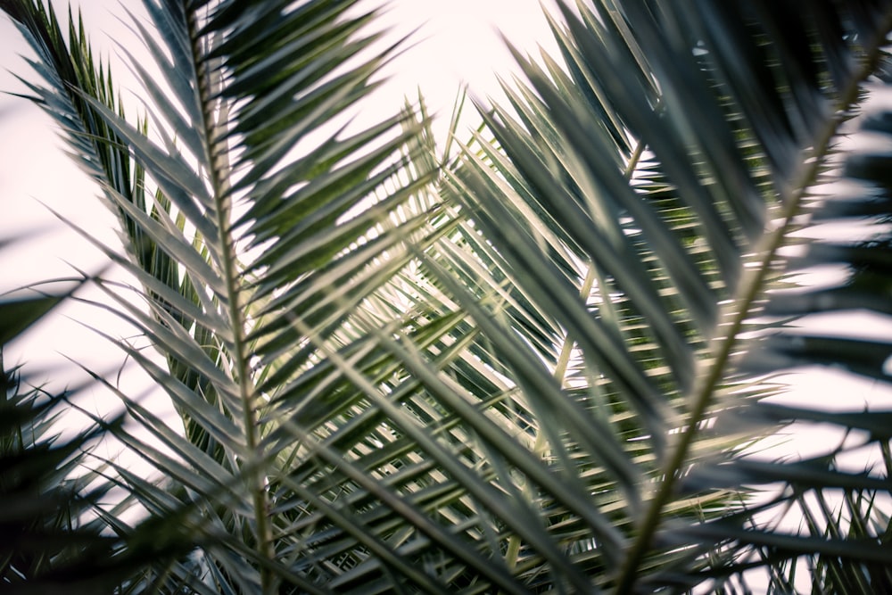 Grüne Palme unter blauem Himmel tagsüber